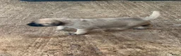 Anatolian Shepherd dogs for sale: 8 beautiful Antonian Shepherd pups  - Advert 10
