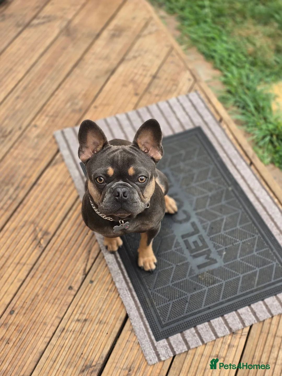 French Bulldog dogs for sale: "Pumba" French Bulldog  - Advert 2