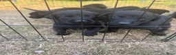 Labrador Retriever dogs for sale: Excellent breed KC labs fendawood Harold  lines  - Advert 12