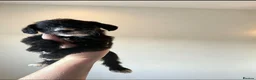 Jackapoo dogs for sale: Jackpot puppys in Peterborough - Advert 3