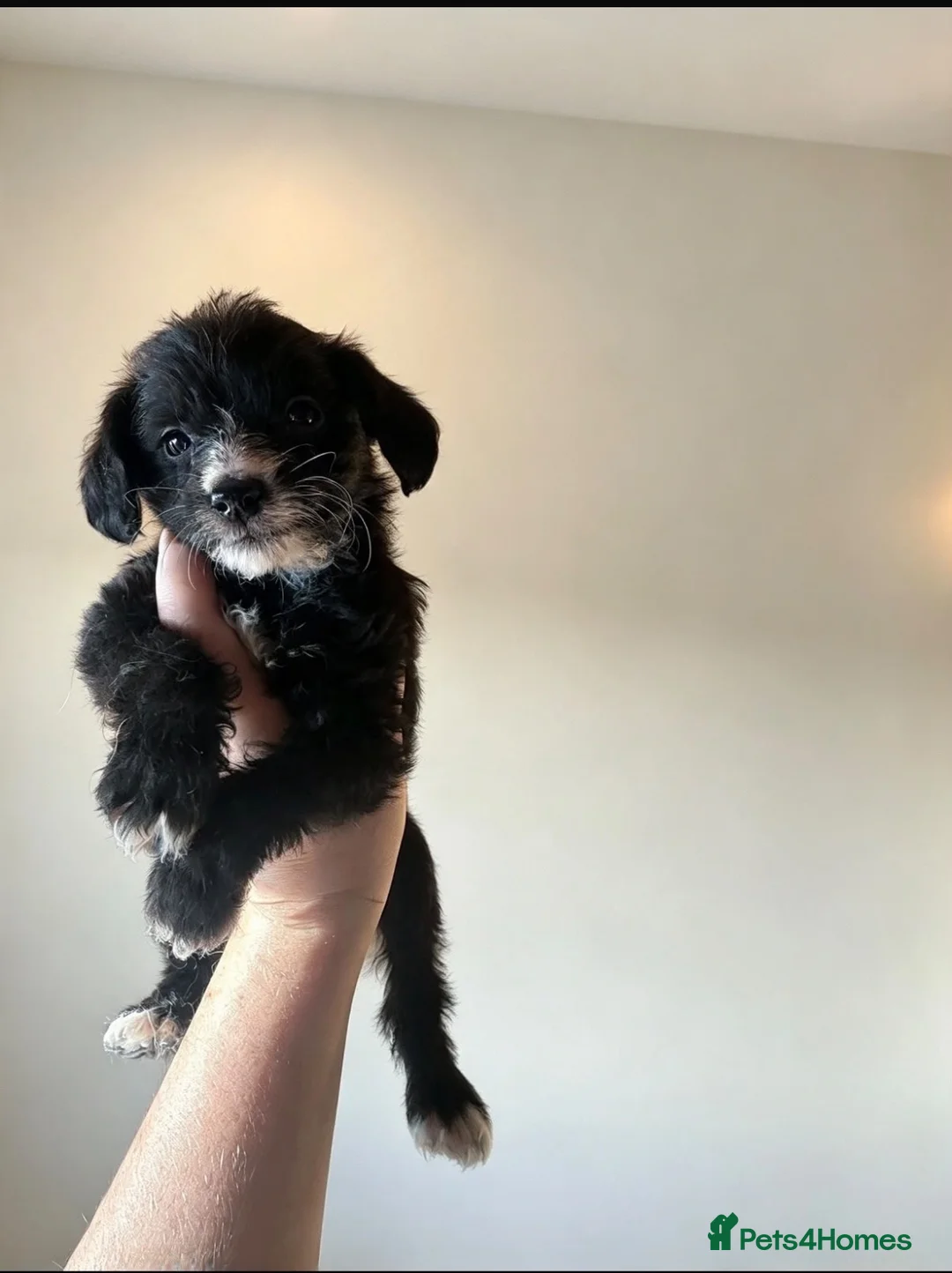 Jackapoo dogs for sale: Jackpot puppys in Peterborough - Advert 3