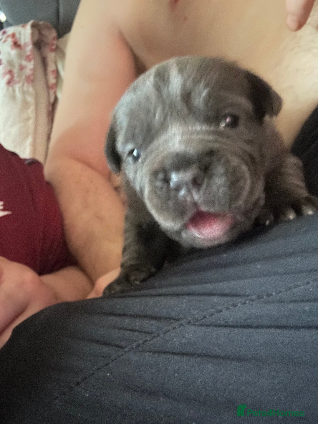 Mixed Breed dogs for sale: Beautiful pups - Image 3