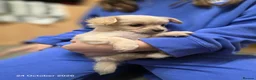 Maltipoo dogs for sale: Beautiful Maltipoo Girls – Black & Cream - Advert 3