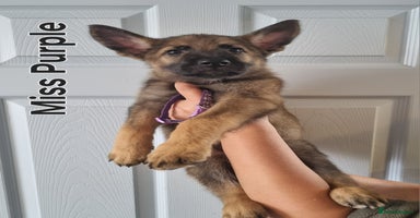German Shepherd dogs - Advert 3
