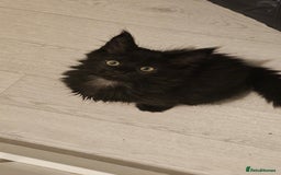 Maine Coon cats for sale: Pedigree maine coon kittens (possible delivery) - Image 5
