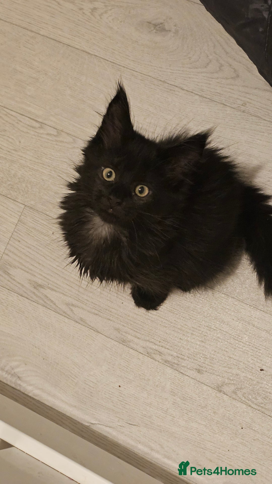 Maine Coon cats for sale: Pedigree maine coon kittens (possible delivery) - Image 5