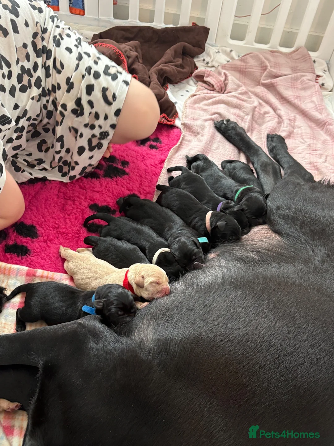 Labrador Retriever dogs for sale: 10 Stunning black Labrador & cream/red fox pups  - Advert 2