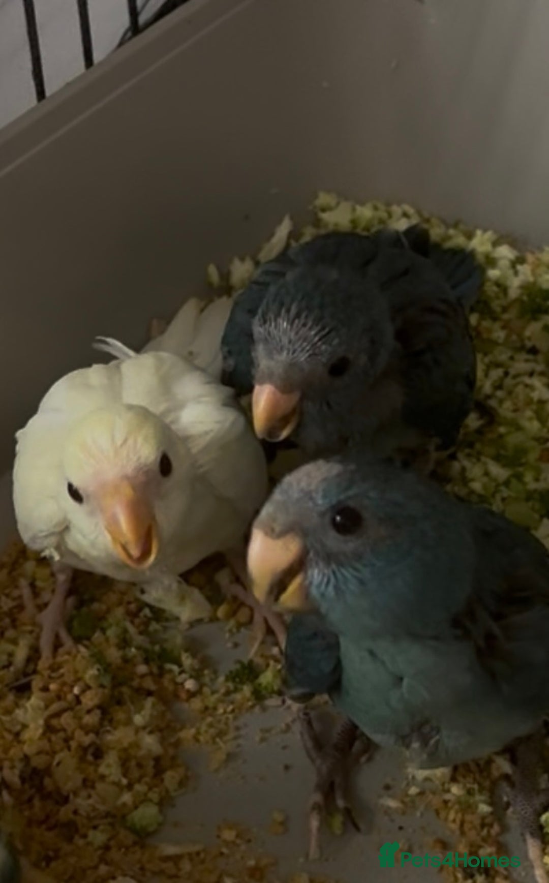 Parakeets birds for sale: Kakarikis ready to go 1 male 2 female - Image 8