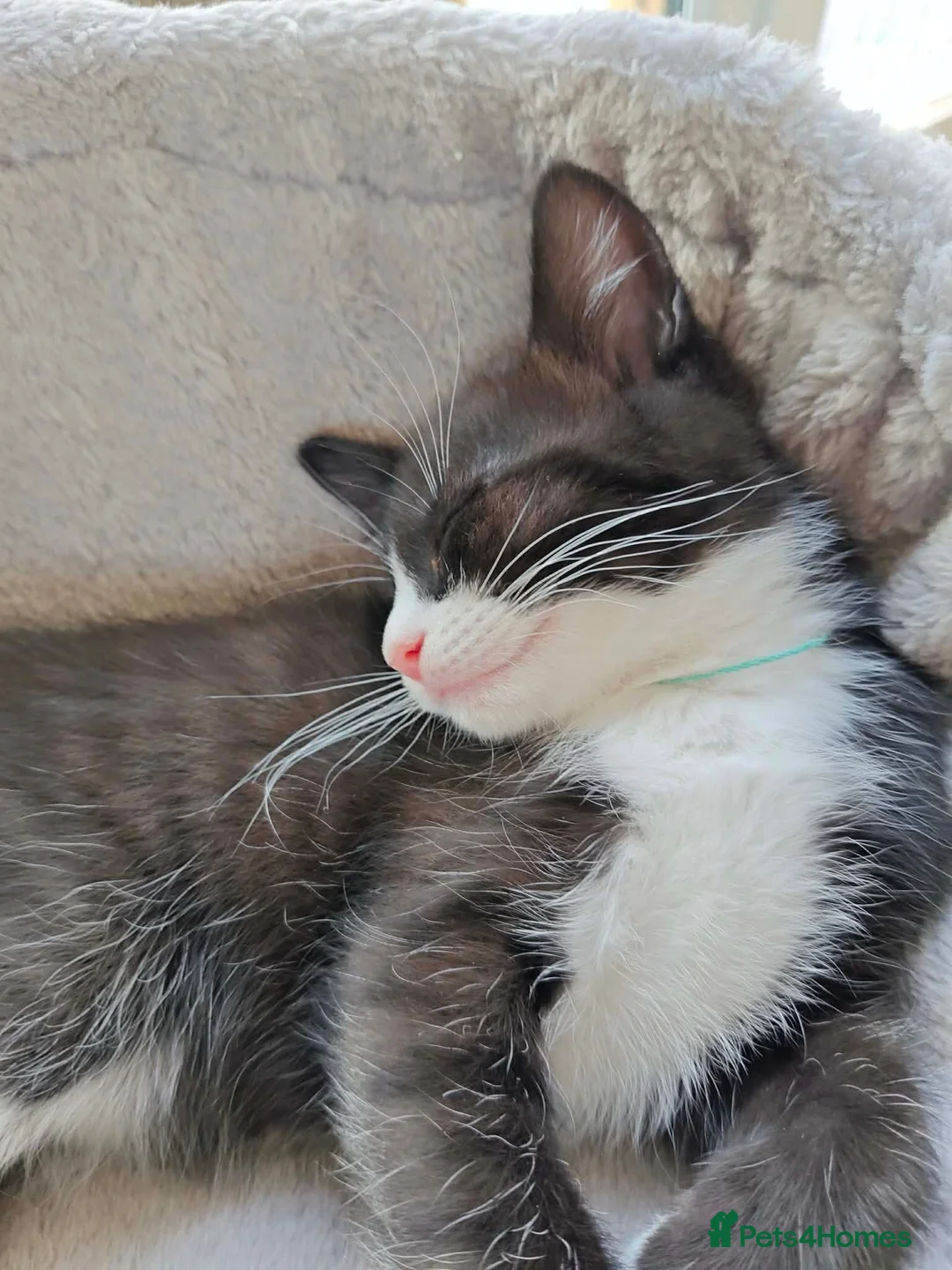 Mixed Breed cats for sale: Beautiful black/white long hair boy - Advert 2