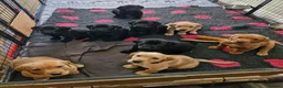 Labrador Retriever dogs for sale: **Only 1 left** KC Registered Labradors  - Advert 1