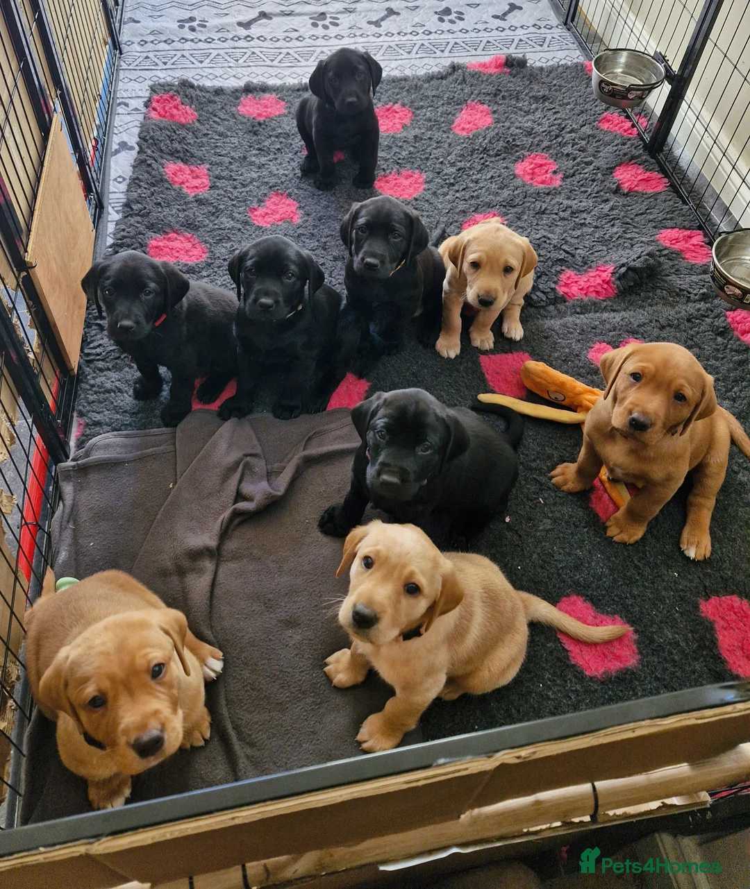 Labrador Retriever dogs for sale: **Only 1 left** KC Registered Labradors  - Advert 1