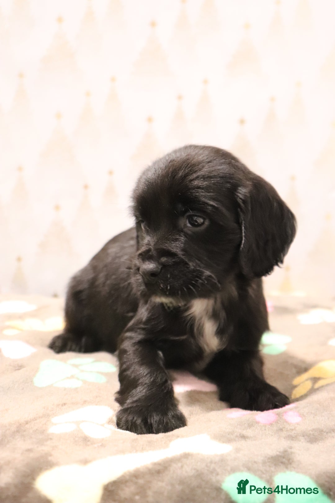 Cocker Spaniel dogs for sale: Fully Health Tested Cocker Spaniel Puppies  - Advert 7