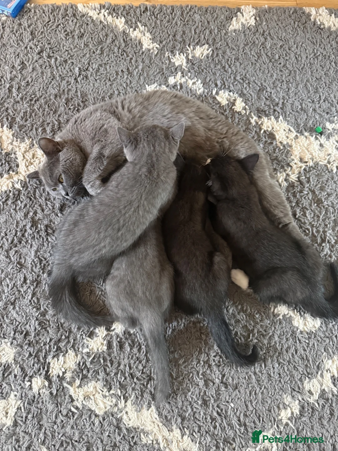 Mixed Breed cats for sale: Two beautiful mixbreed male kittens - Advert 4