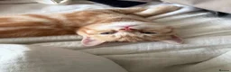 Scottish Fold cats for sale: Miss Scottish straight Ginger (Garfield ) - Advert 7