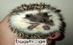 Pygmy Hedgehog rodents for sale: Handsome boys available-new pics added 5/8 - Image 3