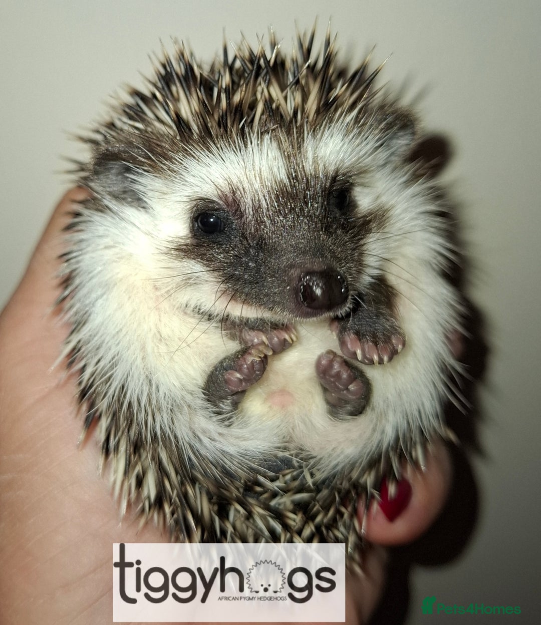Pygmy Hedgehog rodents for sale: Handsome boys available-new pics added 5/8 - Image 3