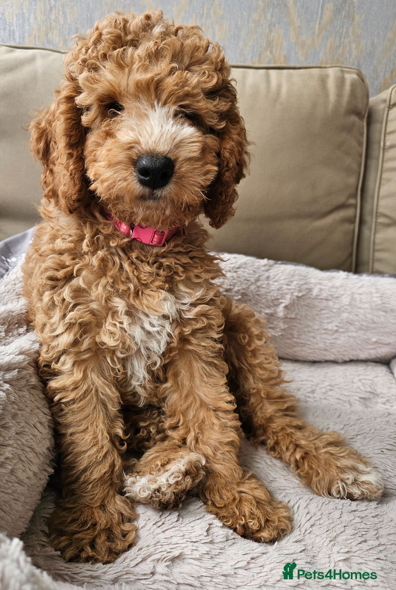 Cockapoo dogs Only 1 Cockapoo Puppy Remaining! :) - Advert 3