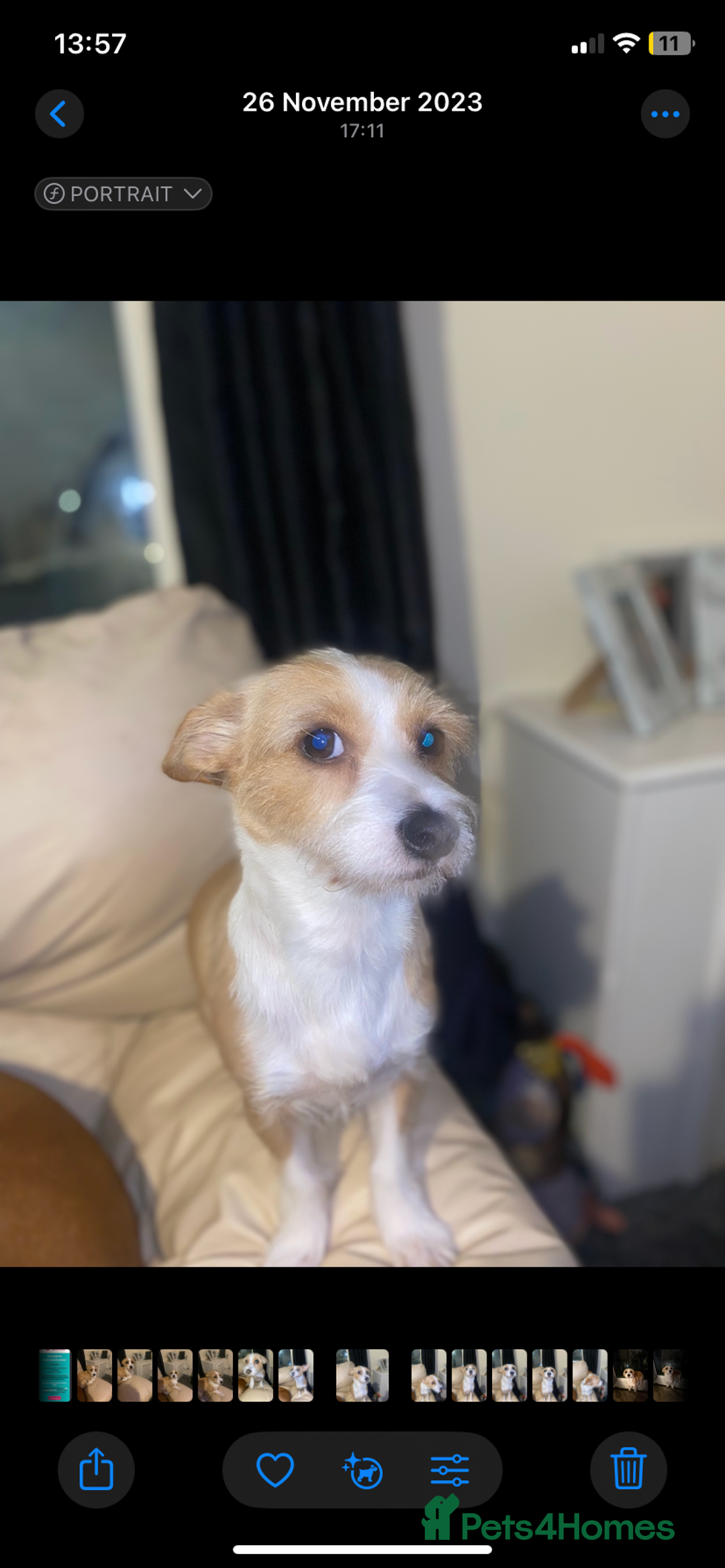 Mixed Breed dogs for sale: Chihuahua princess looking for a home - Advert 3