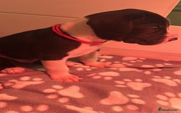 Great Dane dogs for sale: Stunning Great Dane Mantle Puppies - Image 5