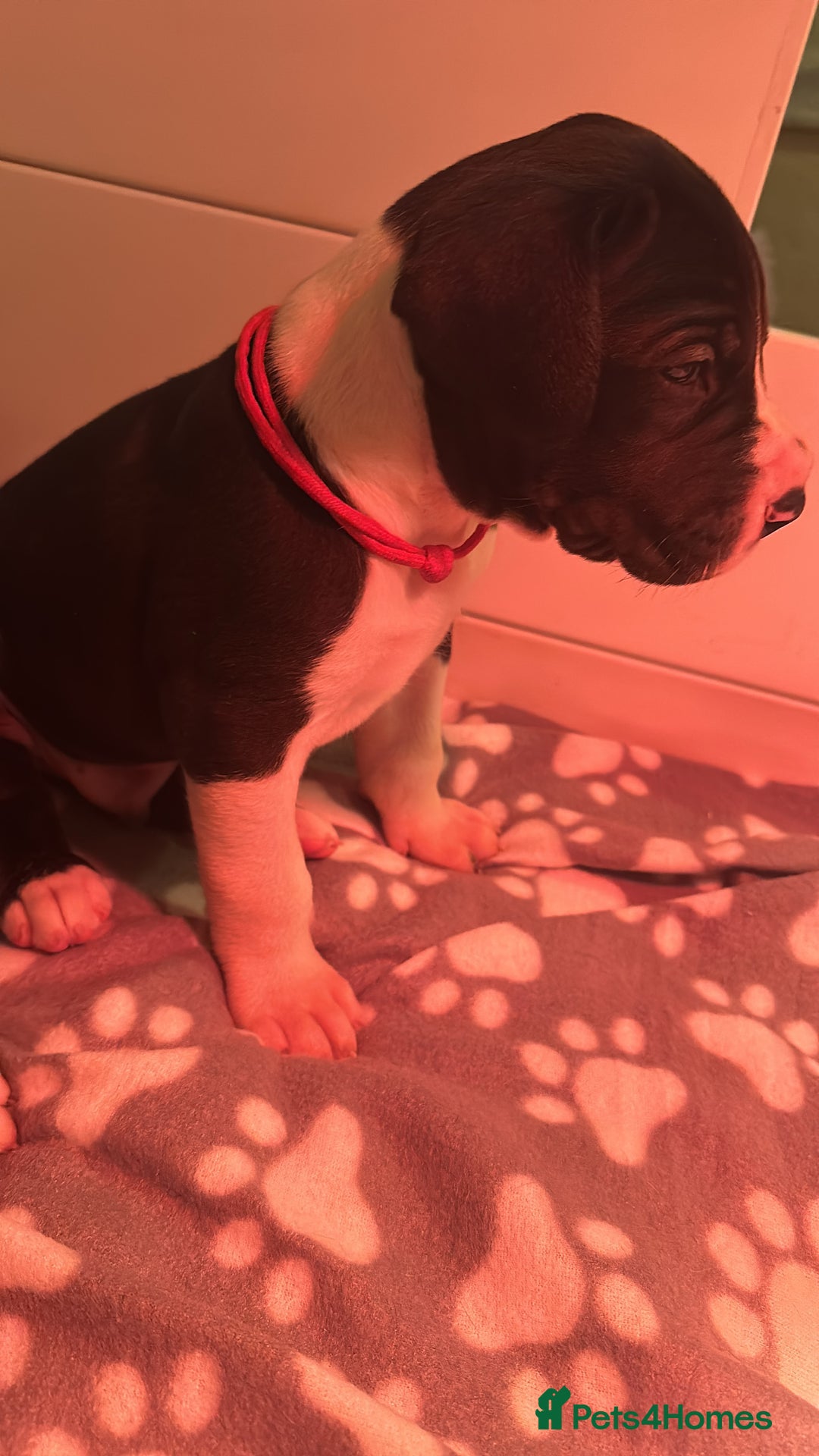 Great Dane dogs for sale: Stunning Great Dane Mantle Puppies - Image 5