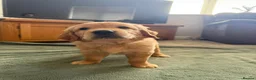 Golden Retriever dogs for sale: Beautiful Home-Reared Golden Retriever Puppies 💛 - Advert 15