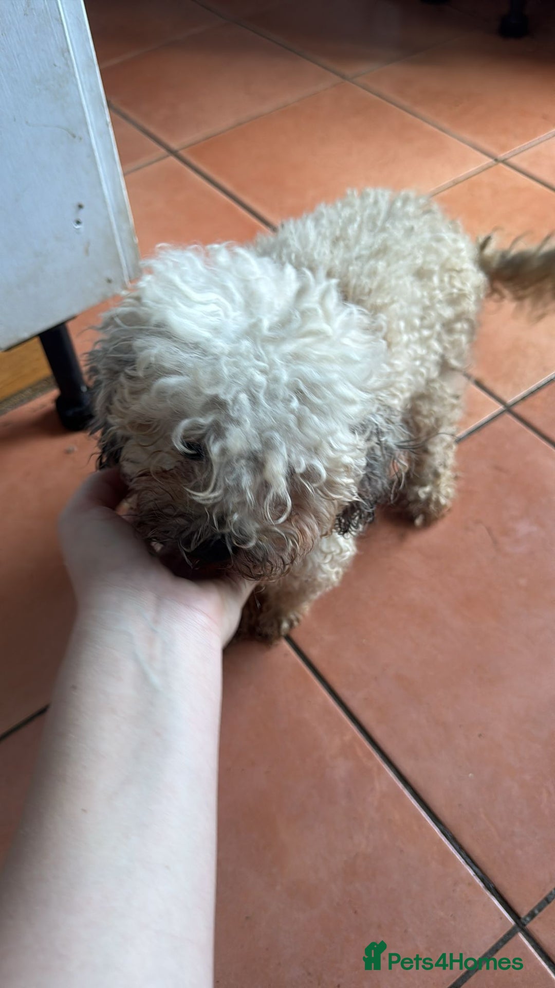 Shihpoo dogs for sale: Loving Shihpoo pup called muffin - Image 6