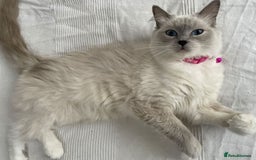Ragdoll cats for sale: 🐾Active GCCF Queen Ragdoll 💜🧬DNA Tested 🏆 - Image 1