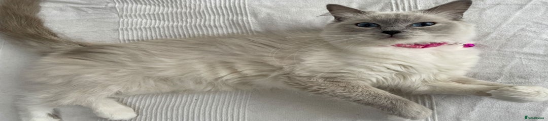 Ragdoll 1 - Paris