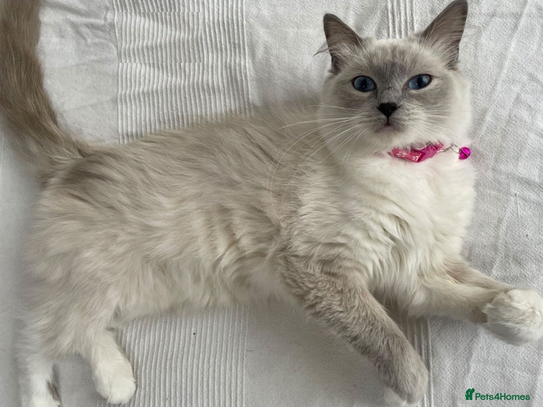 Ragdoll cats for sale: 🐾Active GCCF Queen Ragdoll 💜🧬DNA Tested 🏆 - Image 1