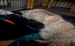 Mixed Breed cats for sale: 4 Black Kittens  - Image 2