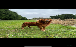 Goldador dogs for sale: Chunky dark red Goldador puppies  - Image 8