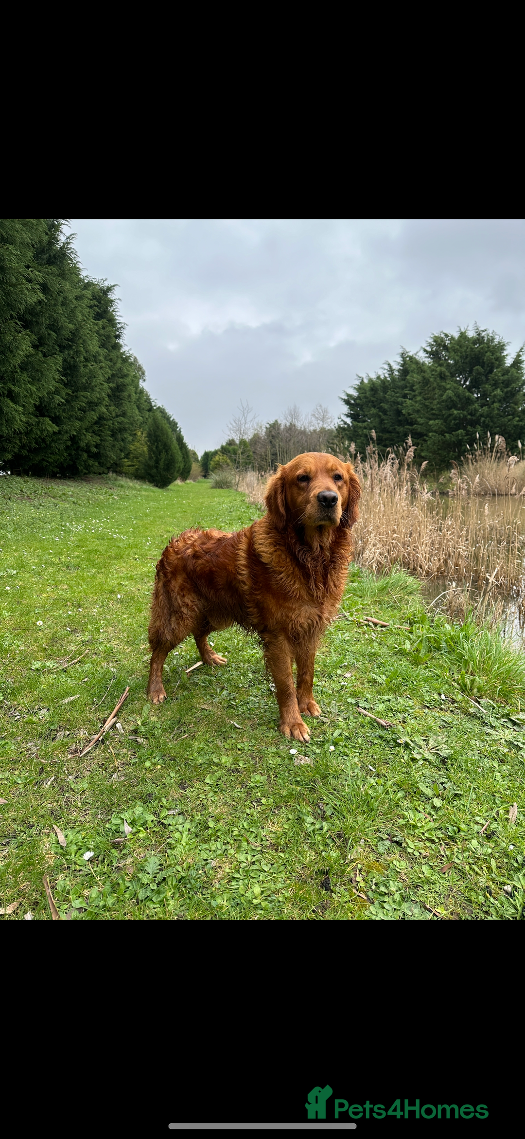 Goldador dogs for sale: Chunky dark red Goldador puppies  - Image 8