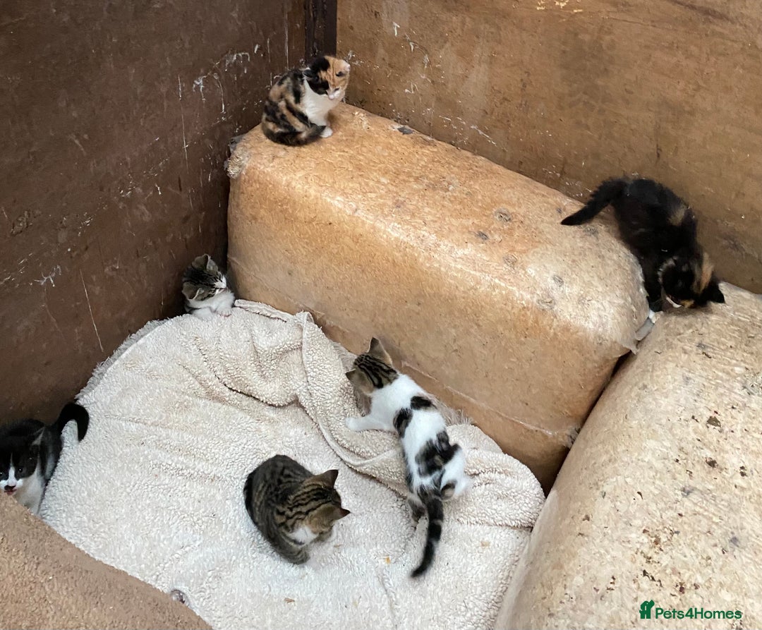 Mixed Breed cats for sale: Beautiful Kittens - Advert 3