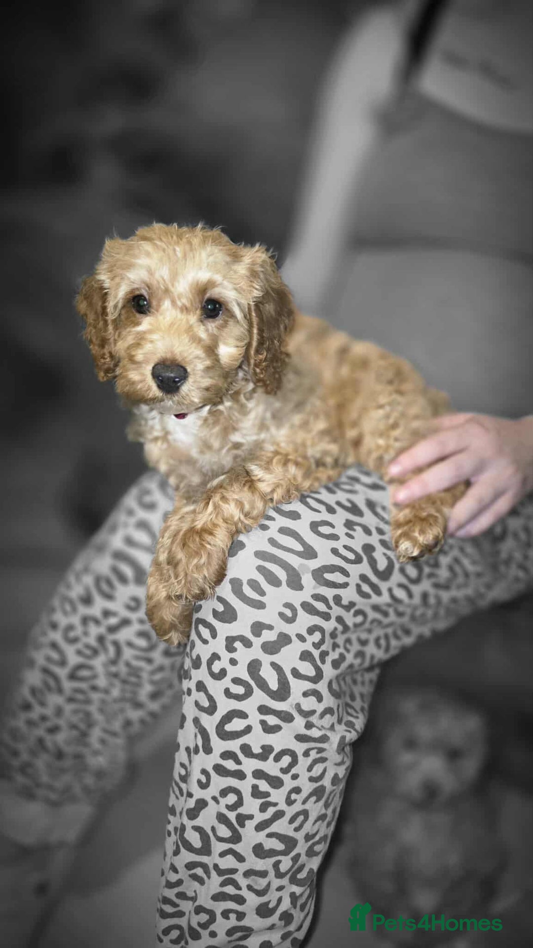 Cockapoo dogs for sale: Cockapoo females - Advert 4