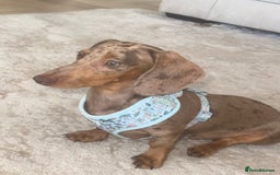 Miniature Dachshund dogs for sale: 7 month old mini dachshund - Image 2