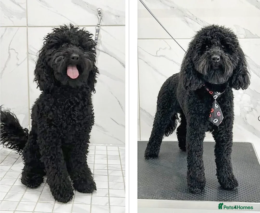 Miniature Poodle dogs for stud: Gorgeous mini poodle health tested stud   in Swindon - Advert 2