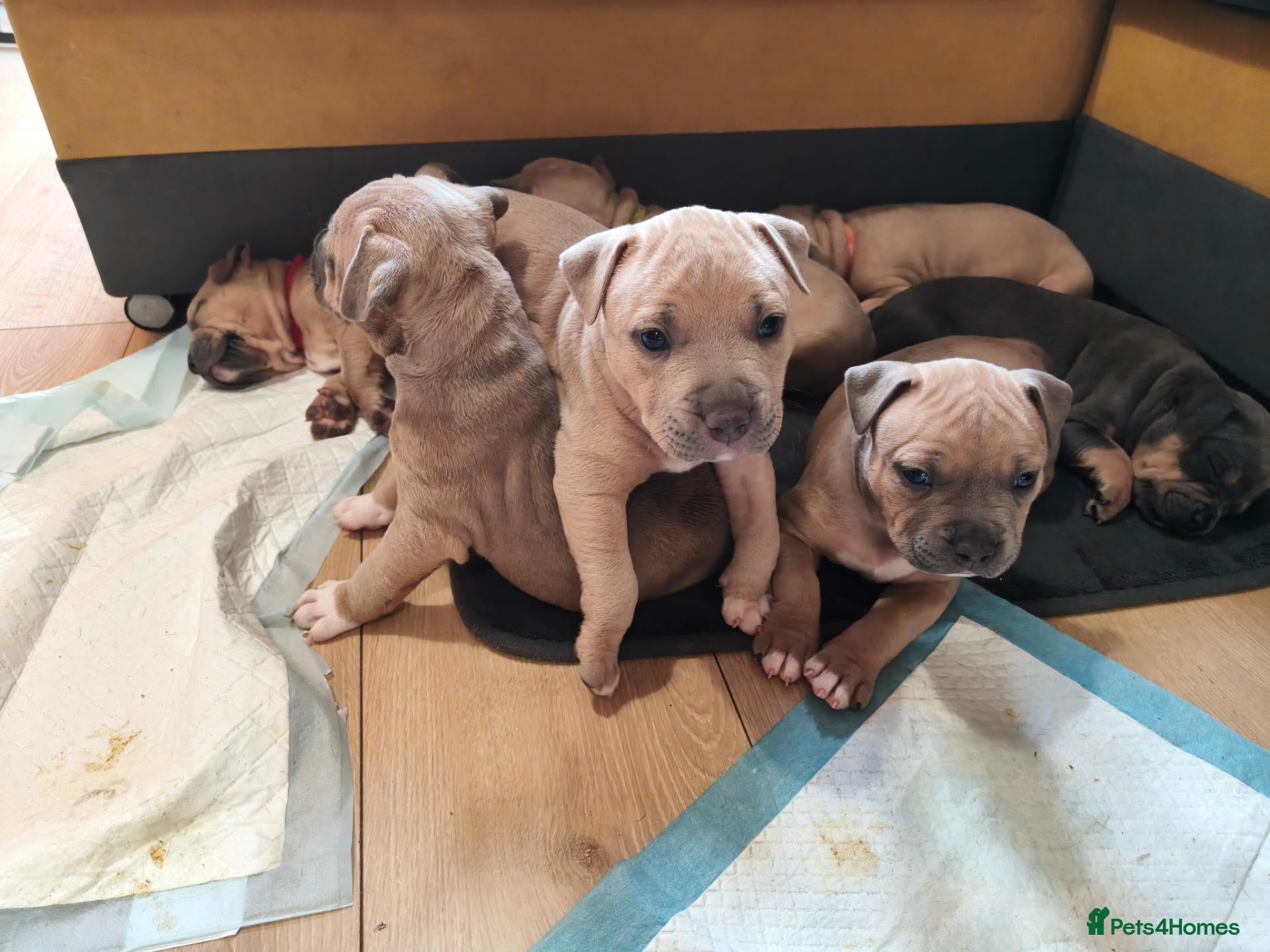 Staffordshire Bull Terrier dogs for sale:  Staffordshire bull terrier unique Red Gold  - Advert 3