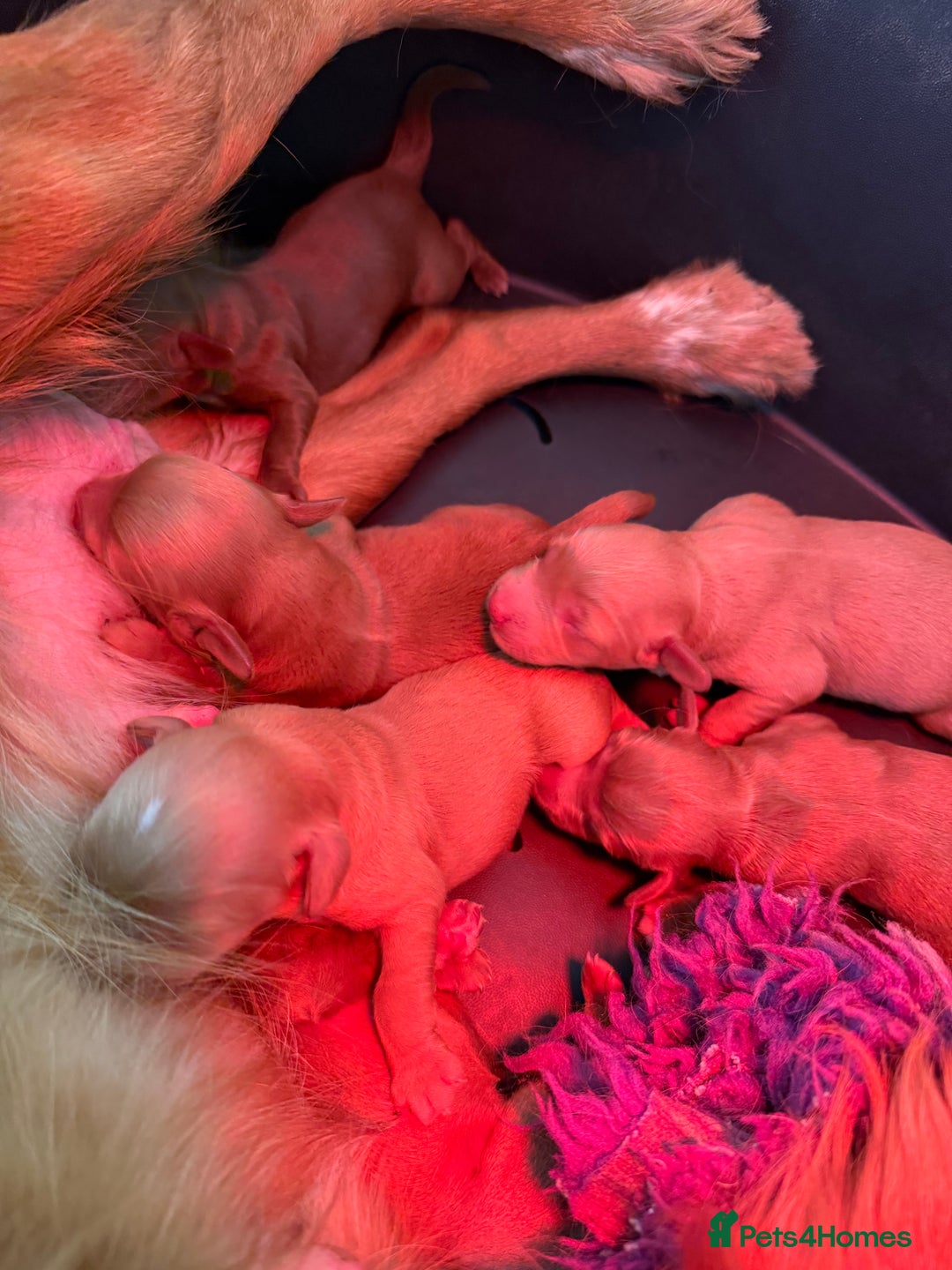Cockapoo dogs for sale: Beautiful Health tested Toy Cockapoo Puppies - Image 2