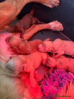 Cockapoo dogs - Advert 7