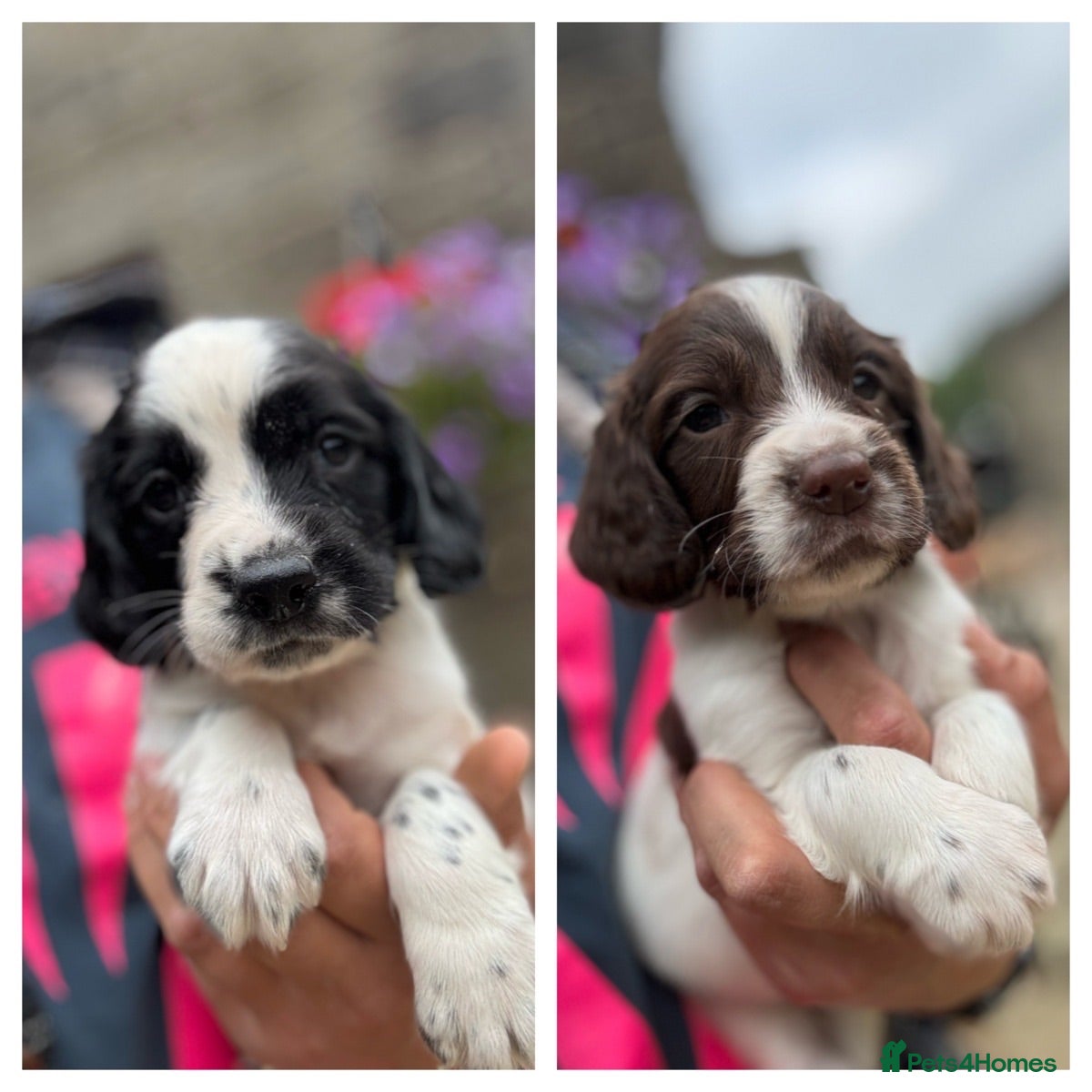 English Springer Spaniel dogs Superb Springer Spaniel puppies  - Advert 1