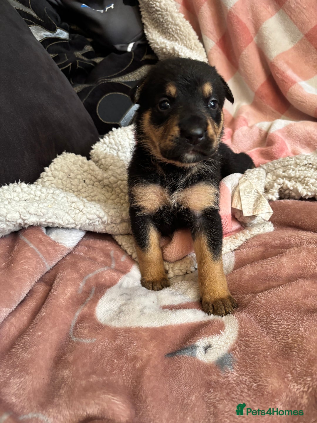 Mixed Breed dogs for sale: german shepard x old tyme bulldog  - Image 7