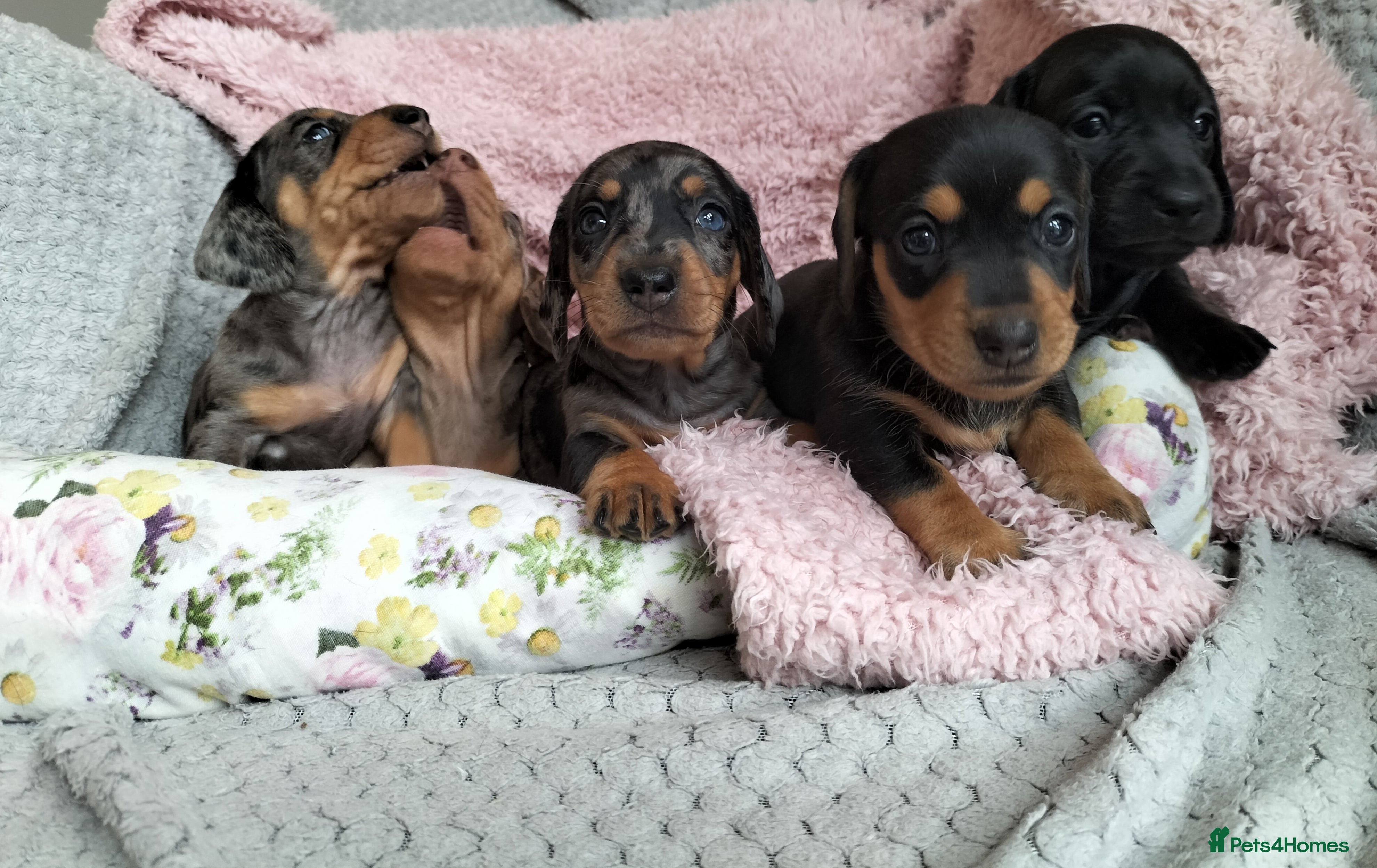 Miniature Dachshund dogs Beautiful miniature dachshunds 😊 - Advert 6
