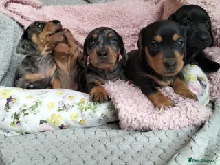 Miniature Dachshund dogs Beautiful miniature dachshunds 😊 - Advert 6