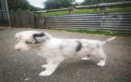 Border Collie dogs for sale: Beautiful Fluffy collie pups for sale  - Image 19