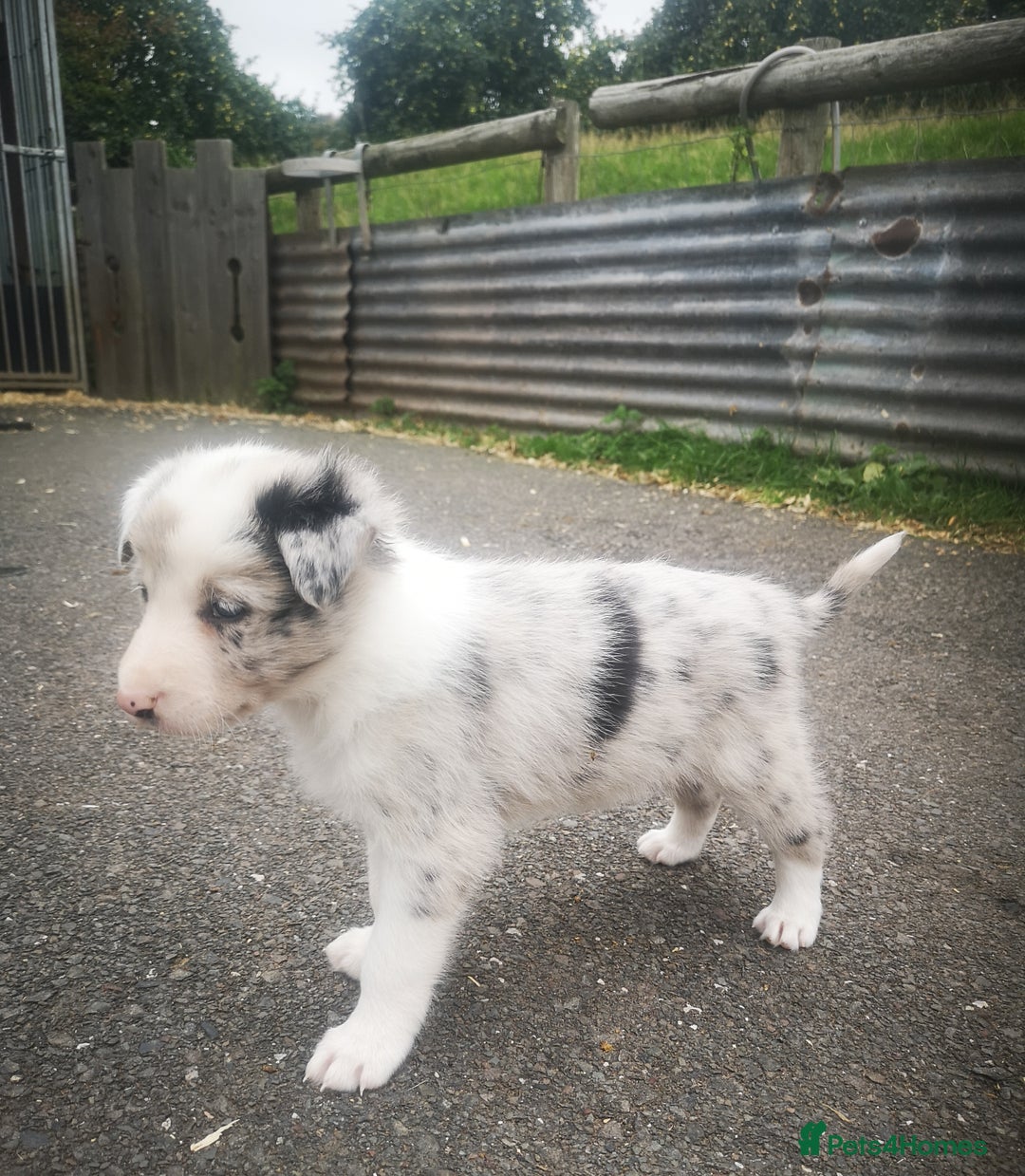 Border Collie dogs for sale: Beautiful Fluffy collie pups for sale  - Image 19