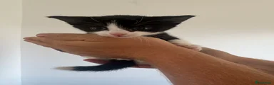 Kitten 3