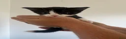 Mixed Breed cats for sale: Kittens - Advert 8