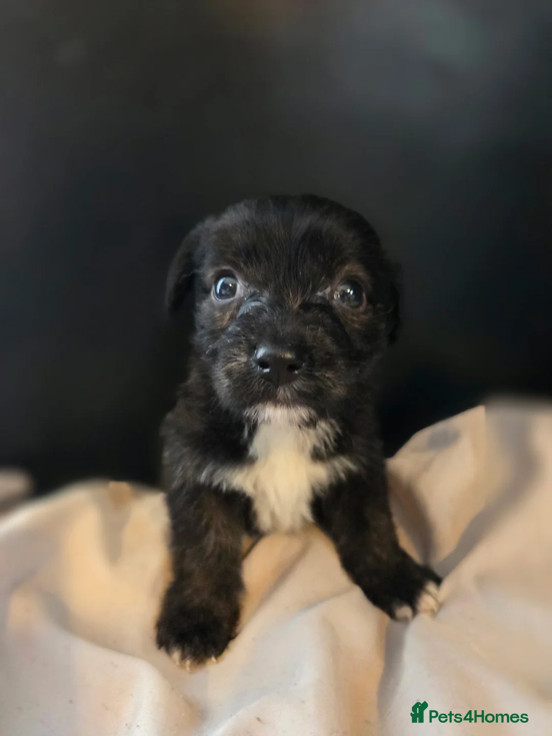 Mixed Breed dogs for sale: West Highland Terrier mixed puppies READY SUNDAY!! - Advert 7