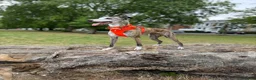 Whippet dogs for sale: Fly needs a new family  in Oldham - Advert 5