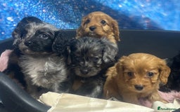 Cavapoo dogs for sale: F1 cavapoo puppies 🐶 🩵💜 - Image 20